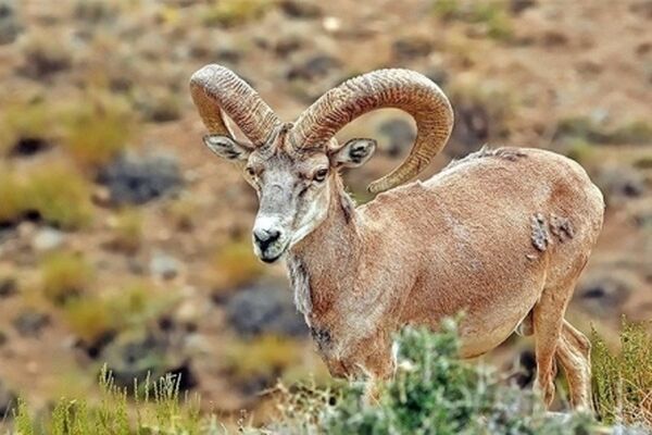 چهار شکارچی غیرمجاز در تربت جام دستگیر شدند