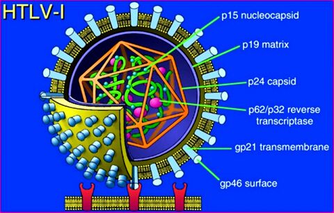واژه ایدز خراسانی کذب محض است