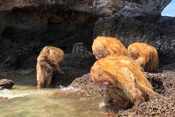 حیوان های انسان نما در تایلند + فیلم