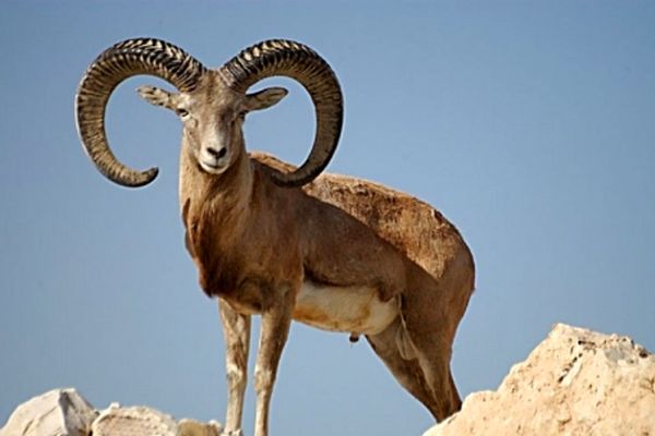 دستگیری پدر و پسر شکارچی در درگز