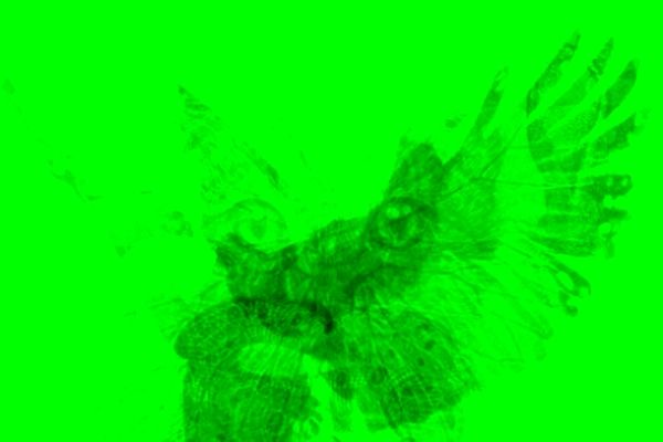 حیوانی که در تصویر می‌بینید، بیانگر شخصیت شماست