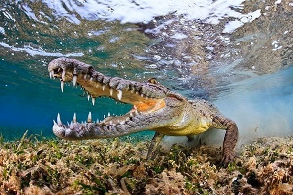 برترین و زیباترین عکس‌های سال حیات وحش