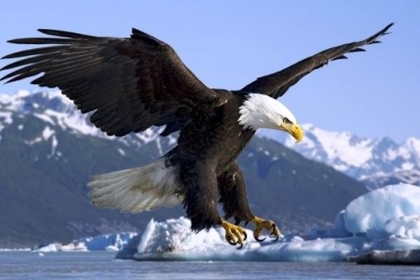 معرفی 25 تا از بزرگترین و زیباترین پرنده های شکاری