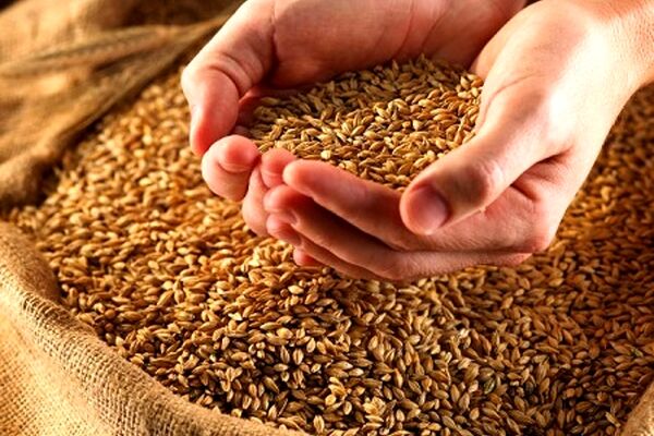 افزایش قیمت گندم به ۱۹۳۰تومان