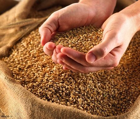 افزایش قیمت گندم به ۱۹۳۰تومان