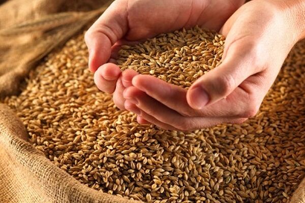 افزایش قیمت گندم به ۱۹۳۰تومان