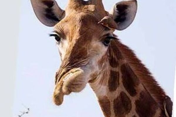 زرافه دهن کج