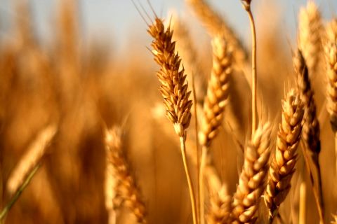 کشت پاییزه گندم در خراسان رضوی پایان یافت