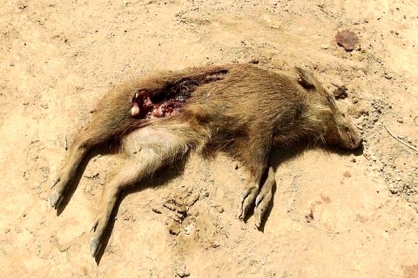 عامل‌کشتار‌دسته‌ جمعی‌گرازها به 3 سال حبس محکوم شد