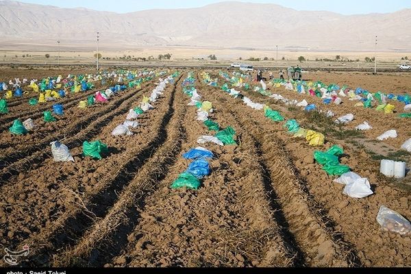 توصیه‌های هواشناسی کشاورزی تا ۴ آذر ماه به تفکیک استان