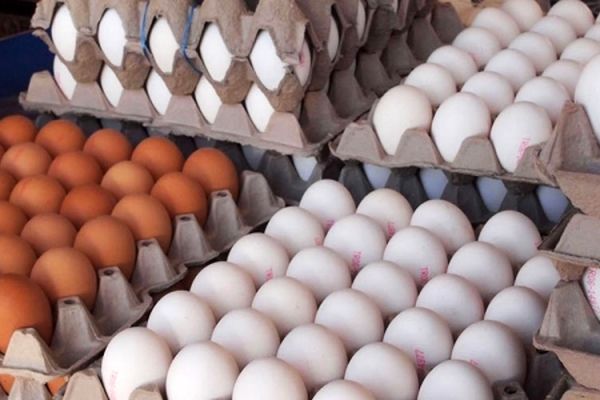 هر شانه تخم مرغ  به 15 هزار و  ۲۰۰تومان رسید