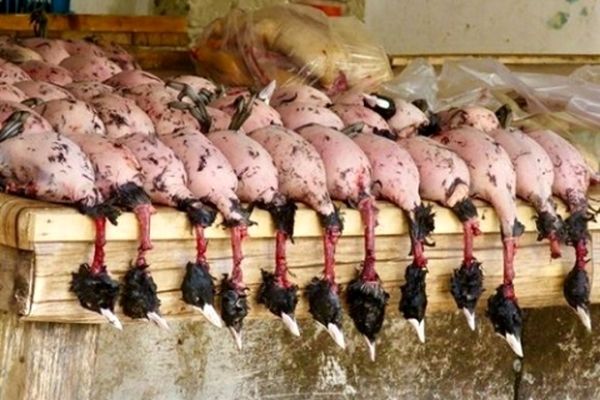 فروش گوشت لاکچری+ عکس