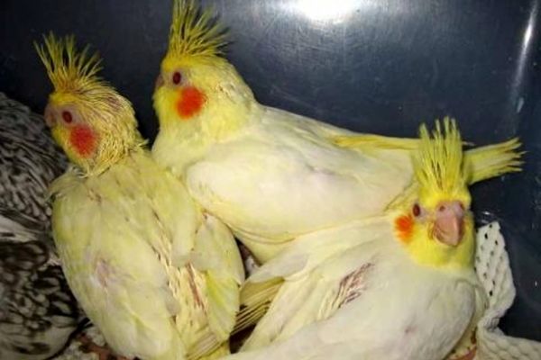 سرقت ۴۰ قطعه پرنده زینتی در قوچان