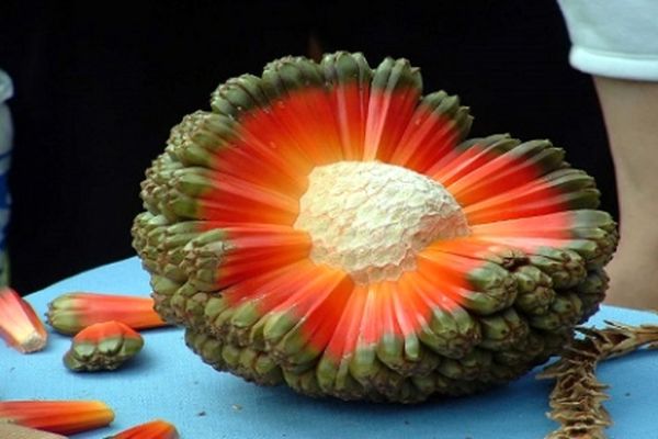 معرفی 20 میوه عجیب و کمیاب دنیا+عکس