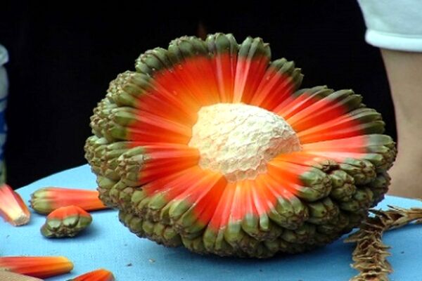 معرفی 20 میوه عجیب و کمیاب دنیا+عکس