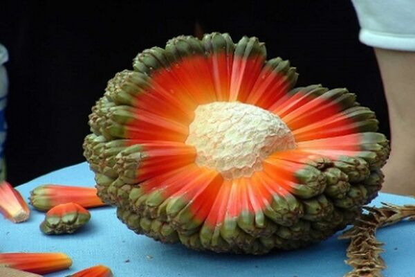 معرفی 20 میوه عجیب و کمیاب دنیا+عکس