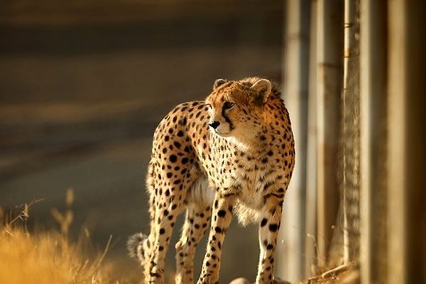 فقط47 یوزپلنگ ایرانی زنده هستند! + جزییات