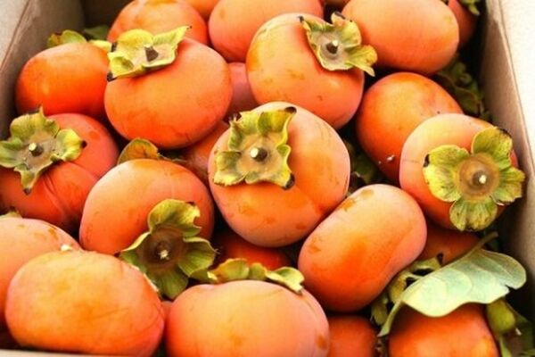 مراقبت از پوست با میوه های پاییزی!!