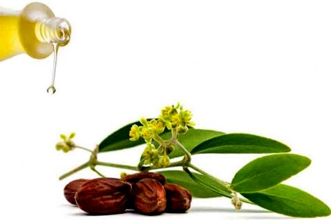 همه چیز درباره خواص روغن جوجوبا