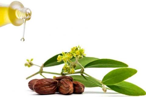 همه چیز درباره خواص روغن جوجوبا