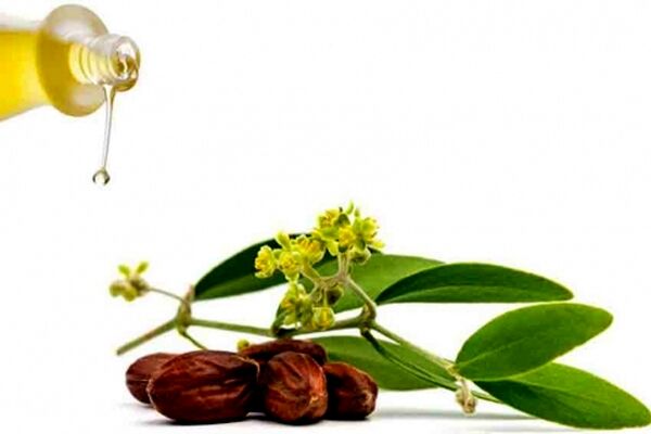 همه چیز درباره خواص روغن جوجوبا