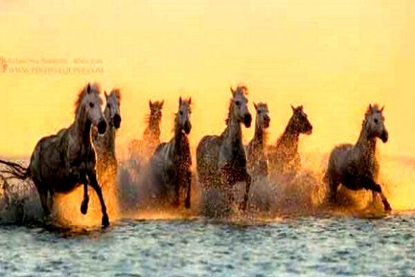 اسب‌های زیبا در جنوب فرانسه