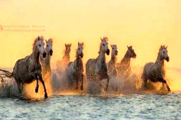 اسب‌های زیبا در جنوب فرانسه