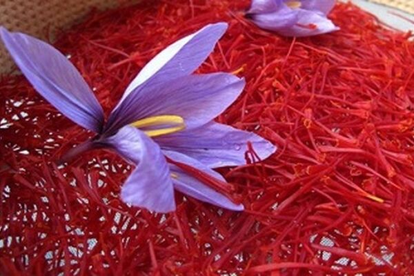 قاچاق زعفران ایرانی این‌بار در چین