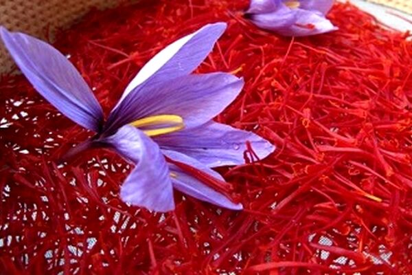 قاچاق زعفران ایرانی این‌بار در چین
