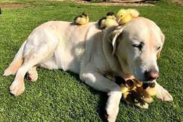 یک سگ ،سرپرست چند جوجه اردک