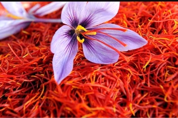 ‍ ‍ زعفران خراسان به بورس رسید