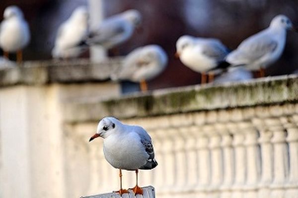 کشف ۱۰۳ قطعه پرنده وحشی از صیادان حرفه‌ای در مشهد