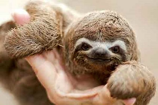 تاردیگرید یا تنبل / جان‌ سخت‌ترین موجود کره زمین