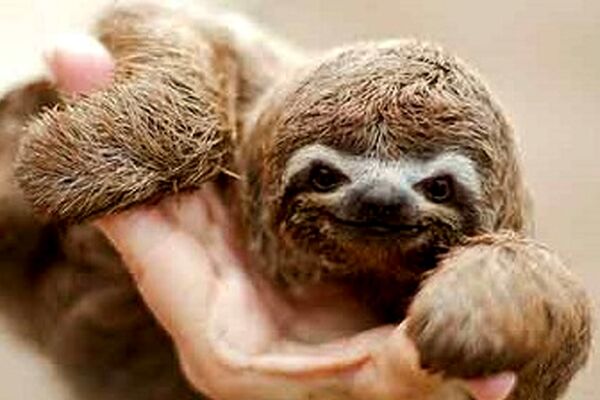 تاردیگرید یا تنبل / جان‌ سخت‌ترین موجود کره زمین