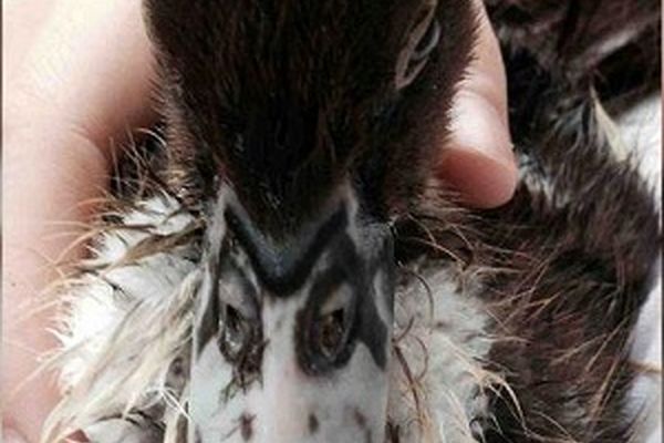 تصاویری که در نگاه اول ما را شگفت‌زده می‌کنند!