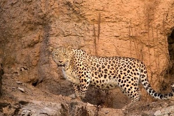 دیده شدن دومین پلنگ در حال انقراض ایرانی در سبزوار