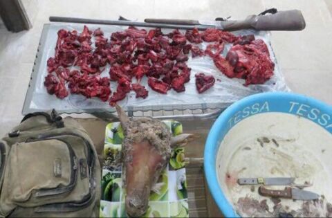 شکارچی متخلف در داورزن دستگیر شد