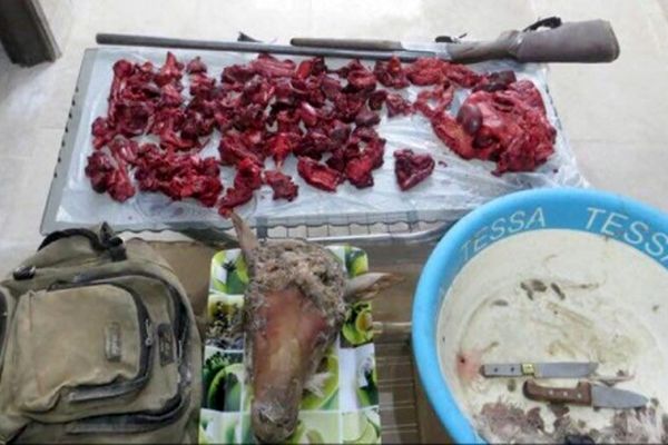 شکارچی متخلف در داورزن دستگیر شد