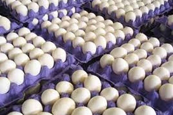 کاهش ۱۷ درصدی قیمت تخم‌مرغ در بازار