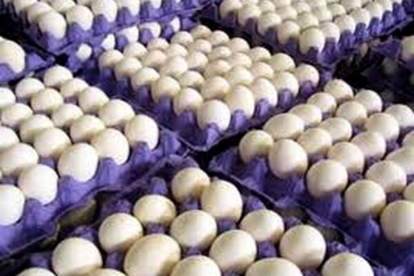 کاهش ۱۷ درصدی قیمت تخم‌مرغ در بازار