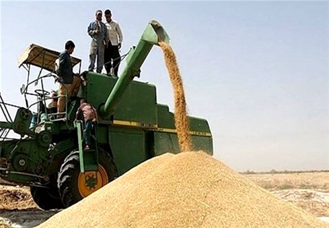 مجلس و دولت برای افزایش "قیمت خرید تضمینی گندم" توافق کردند