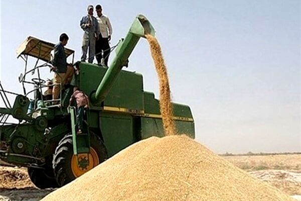 مجلس و دولت برای افزایش "قیمت خرید تضمینی گندم" توافق کردند