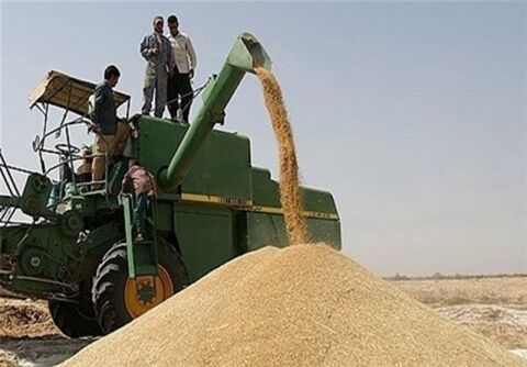 مجلس و دولت برای افزایش "قیمت خرید تضمینی گندم" توافق کردند