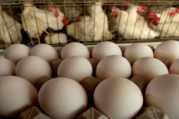 کاهش ۲۵۰۰تومانی قیمت تخم مرغ