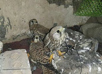 باند صید و قاچاق پرندگان در مشهد متلاشی شد