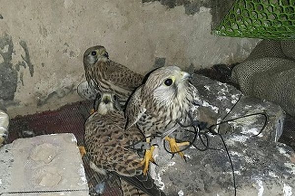 باند صید و قاچاق پرندگان در مشهد متلاشی شد