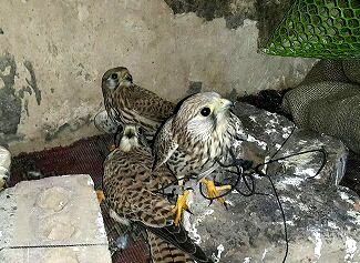 باند صید و قاچاق پرندگان در مشهد متلاشی شد
