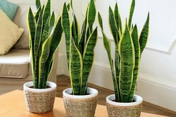 زمستان و خوابی راحت برای گیاهان