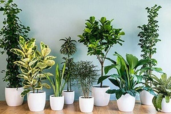 مناسب‌ترین گیاه‌ها در اتاق خواب