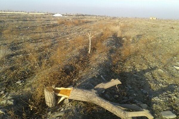قطع درختان طرح طوبی در گلمکان+ تصوریر